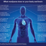 MHP chart – marijuana