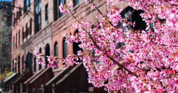 rent growth blooms in spring NYC